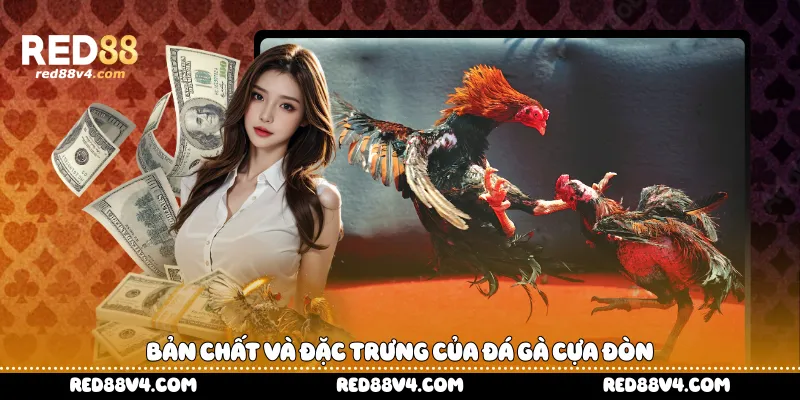 Bản chất và đặc trưng của đá gà cựa đòn