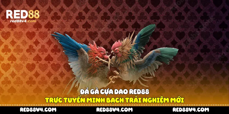 Đá gà cựa dao