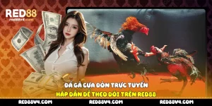 Đá gà cựa đòn