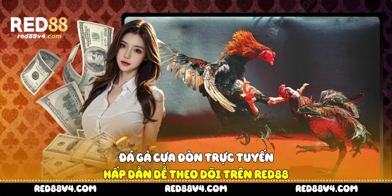 Đá gà cựa đòn