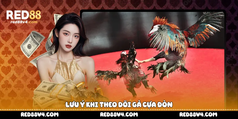 Lưu ý khi theo dõi gà cựa đòn