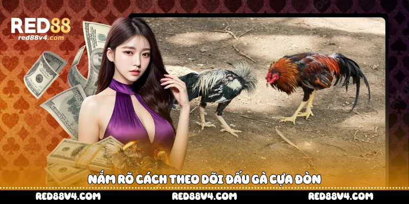 Nắm rõ cách theo dõi đấu gà cựa đòn 